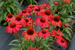Kismet® Red Coneflower ~ Echinacea x Kismet 'TNECHKRD' 17CM
