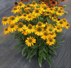 Kismet® Yellow Coneflower ~ Echinacea x Kismet 'TNECHKY' 17CM