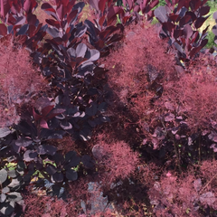 Winecraft Black® Smokebush ~ Cotinus coggygria 'NCCO1' G3