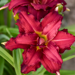 Double Pardon Me Daylily ~ Hemerocallis hybrid 19CM