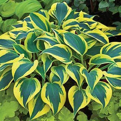 Shadowland® Autumn Frost Plantain Lily ~ Hosta 'Autumn Frost' 19CM