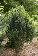 Straight Talk® Privet ~ Ligustrum vulgare 'Swift' G3