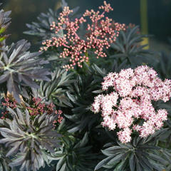Laced Up® Elderberry ~ Sambucus nigra 'SNR1292' G3