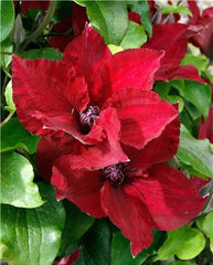 Boulevard® Nubia™ Clematis ~ Clematis x 'Evipo079' 19CM