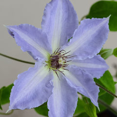 Tranquilite Clematis ~ Clematis x 'Evipo111' 19CM