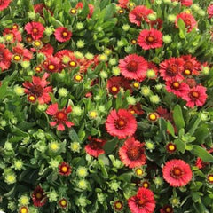 SpinTop™ Red Blanket Flower ~ Gaillardia aristata 'SpinTop Red' G1