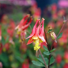 Little Lanters Wild Columbine ~ Aquilegia canadensis 'Little Lanters' G1