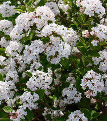 Sugar n’ Spice™ Koreanspice Viburnum ~ Viburnum carlesii 'J.N. Select S' G3