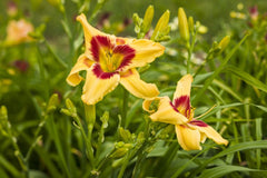Rainbow Rhythm® 'Tiger Swirl' Daylily ~ Hemerocallis hybrid 19CM