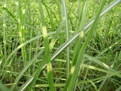 Zebra Grass ~ Miscanthus sinensis 'Zebrinus' G2