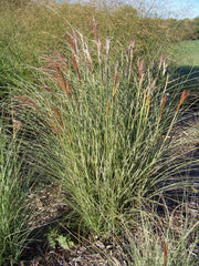 Morning Light Maiden Grass ~ Miscanthus sinensis 'Morning Light' G2