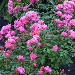 Oso Easy® Double Pink Rose ~ Rosa x 'MEIRIFTDAY' G2