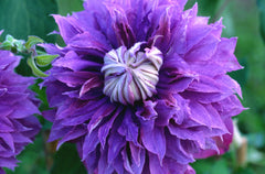 Diamantina™ Clematis ~ Clematis x 'Evipo039' 19CM