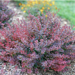 Sunjoy® Mini Maroon Barberry ~ Berberis thunbergii 'Sunjoy® Mini Maroon' G2