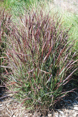 Shenandoah Switch Grass ~ Panicum virgatum 'Shenandoah' G2 AB