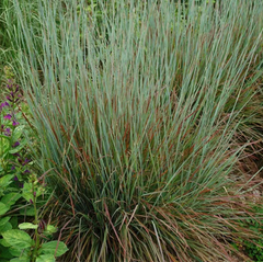 Standing Ovation Little Bluestem ~ Schizachyrium scoparium 'Standing Ovation' G2