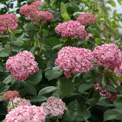 Invincibelle® Ruby Smooth Hydrangea ~ Hydrangea arborescens 'NCHA3' G3