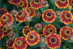 Mariachi™ Bandera Sneezeweed ~ Helenium autumnale 'Bandera' G1