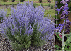 Denim 'n Lace Russian Sage ~ Perovskia atriplicifolia 19CM