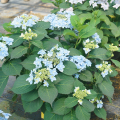 Tuff Stuff Ah-Ha® Reblooming Mountain Hydrangea ~ Hydrangea serrata 'SMNHSDD' G3