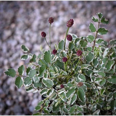 Little Angel Dwarf Burnet ~ Sanguisorba officinalis var. microcephala 'Little Angel' 19CM
