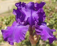 His Royal Highness Reblooming Bearded Iris ~ Iris germanica 'His Royal Highness' 19CM