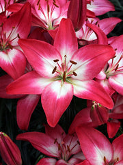 Lily Looks™ Tiny Diamond Lily ~ Lilium asiatic 'Tiny Diamond' 19CM