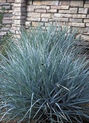 Blue Dune Lyme Grass ~ Elymus arenarius 'Blue Dune' 19CM