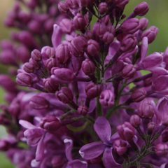 Purple Glory Lilac ~ Syringa x hyacinthiflora G3