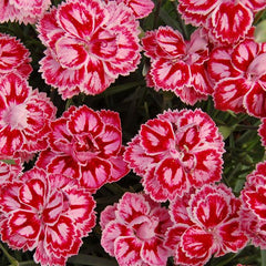 Star™ Starburst Pinks ~ Dianthus x 'Starburst' 19CM