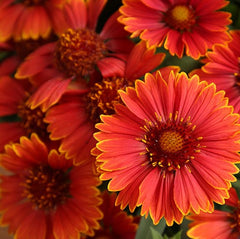 Spintop™ Yellow Touch Blanket Flower ~ Gaillardia aristata SpinTop™ Yellow Touch G1