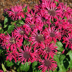 Pocahontas™ Red Rose Bee Balm ~ Monarda didyma 19CM