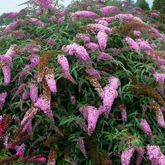Pink Cascade Butterfly Bush ~ Buddleia 'Pink Cascade'  G3