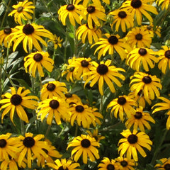 American Gold Rush Black-Eyed Susan ~ Rudbeckia hybrid 19CM