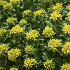 Little Miss Sunshine Stonecrop ~ Sedum G1