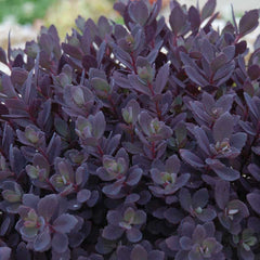 Sunsparkler® Plum Dazzled Stonecrop ~ Sedum G1