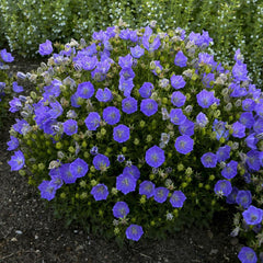 Rapido Blue Carpathian Bellflower ~ Campanula carpatica 'Rapido Blue' 19CM