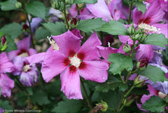 Purple Satin® Rose of Sharon ~ Hibiscus syriacus 'ILVOPS' G3