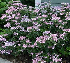 Tiny Tuff Stuff™ Mountain Hydrangea ~ Hydrangea serrata 'MAKD' G3