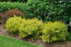 Cesky Gold® Dwarf Birch ~ Betula x plettkei G3