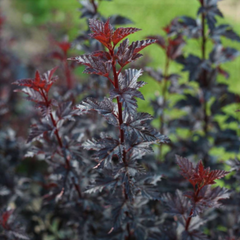 Summer Wine® Black Ninebark ~ Physocarpus opulifolius 'SMNPMS' G3