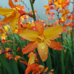 Orange Pekoe Montbretia ~ Crocosmia 'Pek Or' 19CM