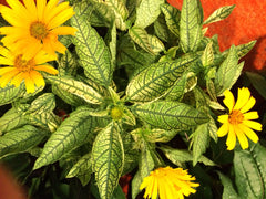 Sunstruck False Sunflower ~ Heliopsis helianthoides 'Sunstruck' 19CM