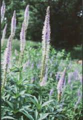 Culver's Root ~ Veronicastrum virginicum G1