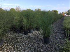 Scout Maiden Grass ~ Miscanthus sinensis Scout G3
