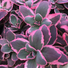 Sunsparkler® Dream Dazzler Stonecrop ~ Sedum 19CM