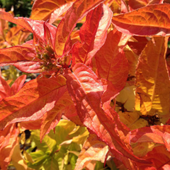 Kodiak® Orange Bush Honeysuckle ~ Diervilla splendens 'G2X88544' G3