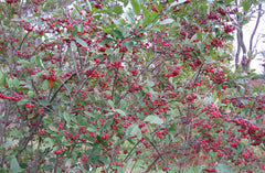 Brilliant Red Chokeberry ~ Aronia arbutifolia 'Brilliantissima' G3