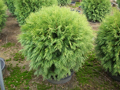 American Globe Arbovitae ~ Thuja occidentalis ‘Woodwardii’ G3