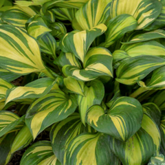 Rainbow's End Plantain Lily ~ Hosta 'Plantain Lily' 19CM